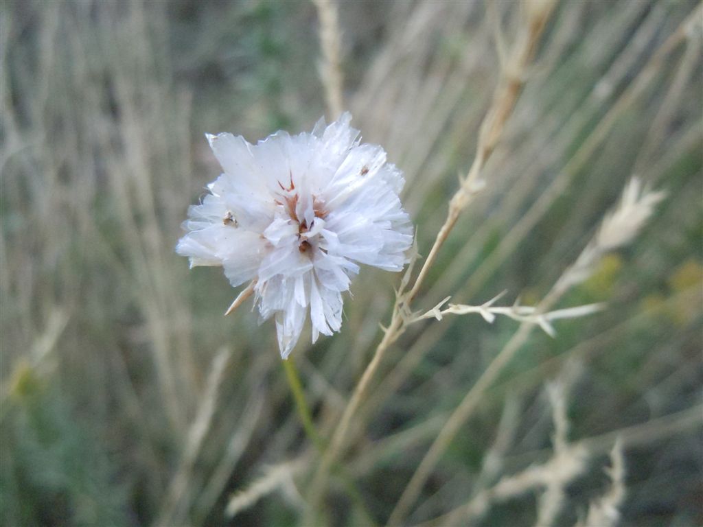 Armeria canescens / Spillone biancastro